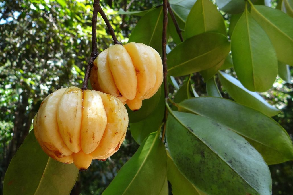 Healthy hour: Is this Indonesian superfruit the answer to weight loss?
